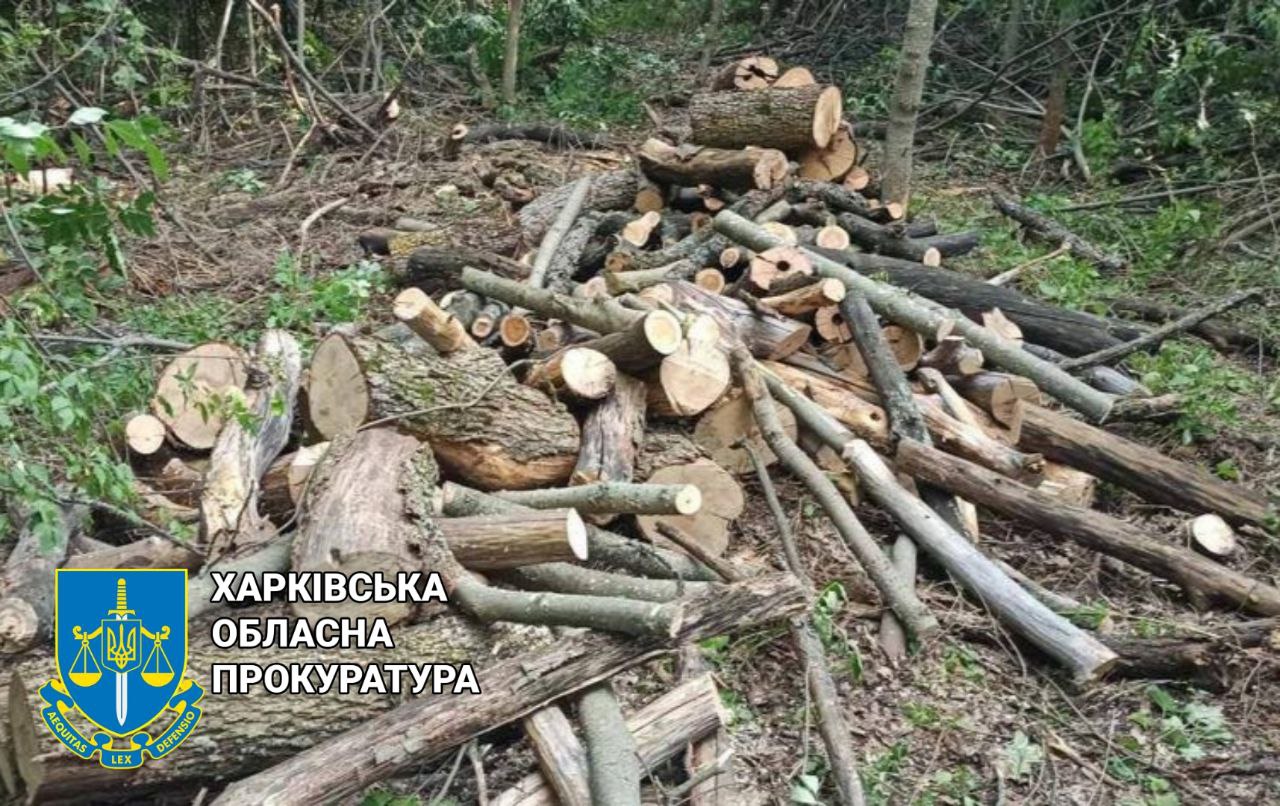 Зрубав десятки дерев на 125 тисяч "чорний лісоруб" під Харковом